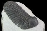 Bargain, Morocops Trilobite - Visible Eye Facets #91913-1